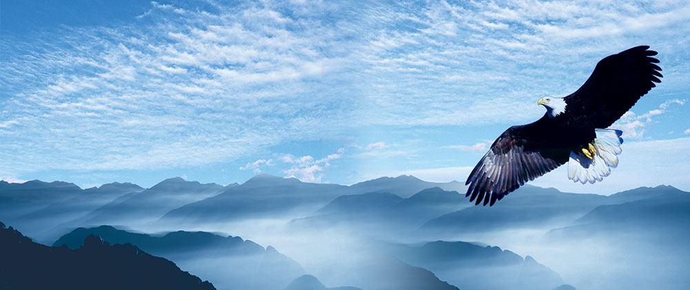 推進(jìn)“雛鷹”、“飛鷹”、“精鷹”、“雄鷹”人才培養(yǎng)計(jì)劃！